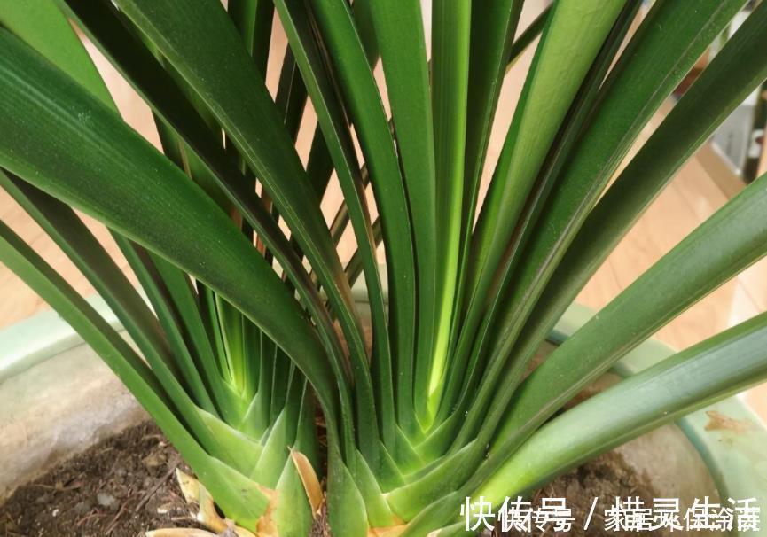 松树有2宝,松果壳、松针,带回家养花,效果比花肥强