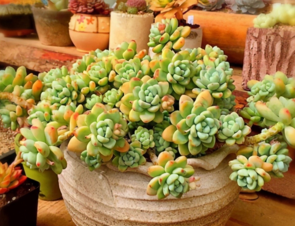 根系|养花记住6句“浇水口诀”,新手最适用,再也不会干根烂根了