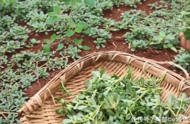 美味|这种田里面随处可见的野菜,原来凉拌下就十分美味了,有吃过吗?