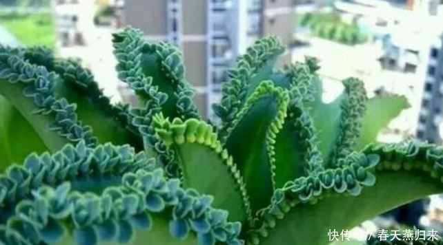 漂亮花|“4种花”只要给水就疯长,一天一个样,长太快,还能开出漂亮花