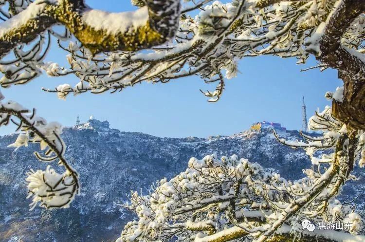 泰山银装素裹后石坞，雪松玉树赛仙境！