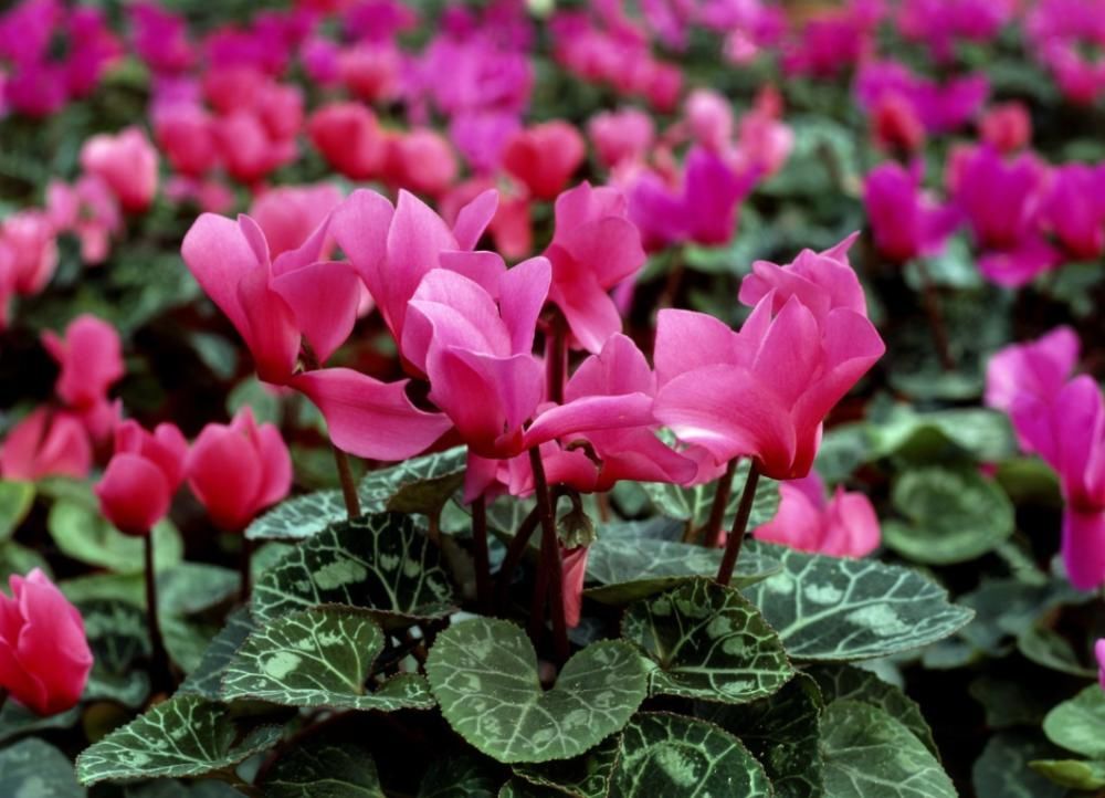  刚买的仙客来没几天就变软、倒伏，怎么养，能避免萎蔫，延长花期