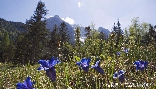 药品化义|蓝色的野花经常被误认为牵牛花，它却能去除“肝火”