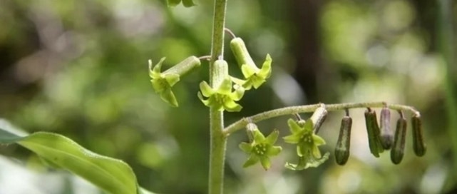 野生植物|农村常吃的野生植物,只有几片叶子,有钱人都爱的不行!