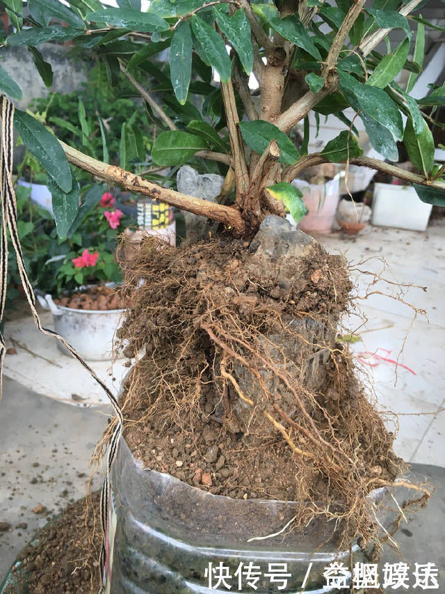 根系|石榴盆景提根改造,图说石榴附石盆景的改造过程