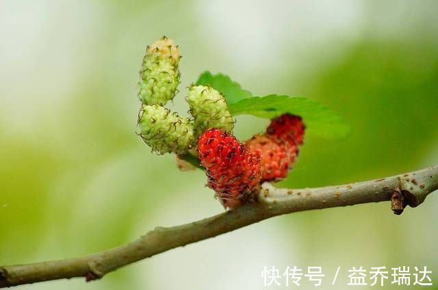 黑芝麻|如何让孩子以后身高达到180cm?抓住这6大要点,长高指日可待!