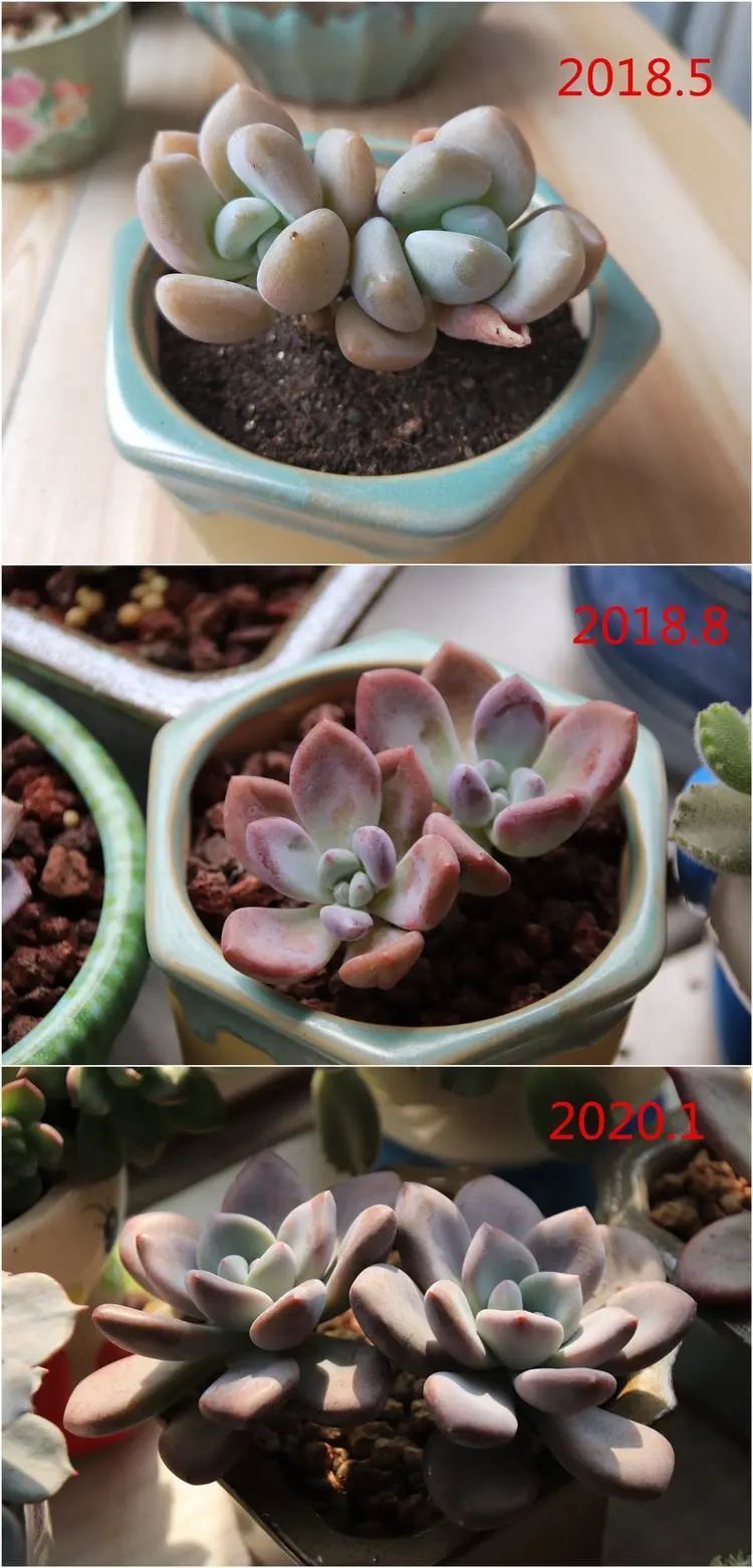 每次的剁手都是忍无可忍,无需再忍!买买买!静待肉美!