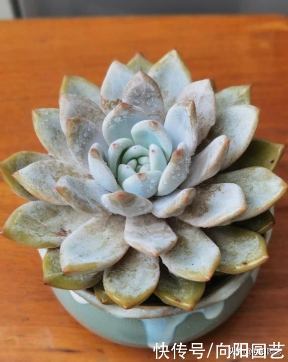 明知多肉不喜水，还是习惯多浇水，这该咋办？赶紧把手绑起来