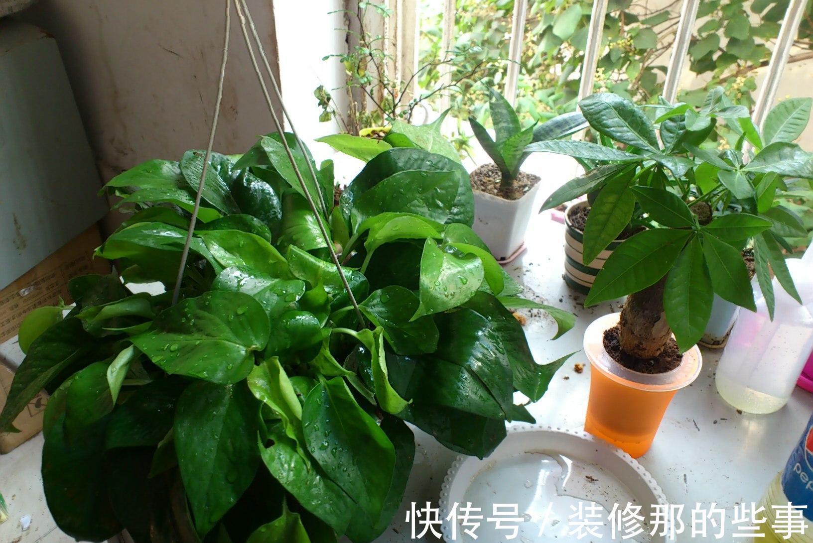 茂盛|绿萝长得慢，用它浇一浇，叶子更绿更多，肥得流油