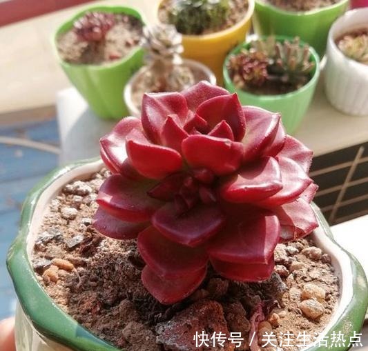 把蒂亚养出群生状态,我总算学会了!