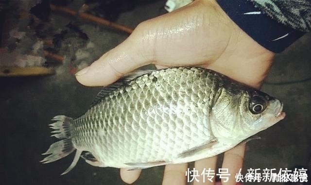 垂钓|夏季野钓的三个小妙招，学会这样用饵，大板鲫手到擒来