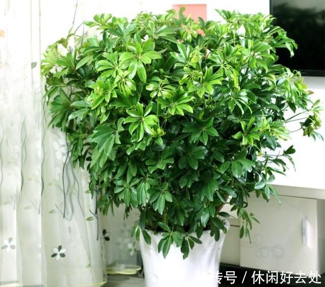 有钱人不养花,只养这“3种”树,难怪越来越“富”,身体还健康!