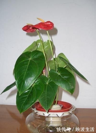 绿萝|3种花不好养,不如直接丢水里,蹭蹭生根开花,花开轻松爆满盆