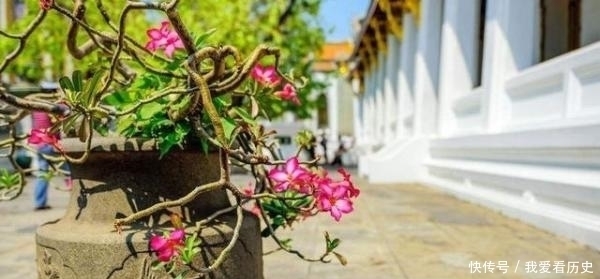 沙漠玫瑰，掌握这些，长得既好看，又霸气