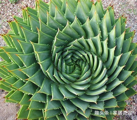 单价“过万”的芦荟,家里养一盆,能活“60年”,花友都想要