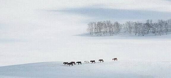 映象｜雪中的内蒙古草原万马奔腾，美的不可方物