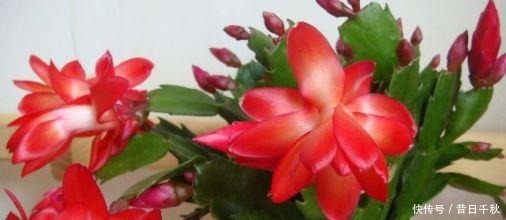 成活率|这“4种”植物,在9月准时扦插,插多少活多少,30天变成新盆栽!