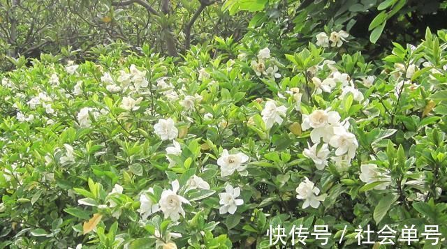 黄叶|养“栀子花”,注意1个小细节,不黄叶、不掉苞,油绿茂盛开花多
