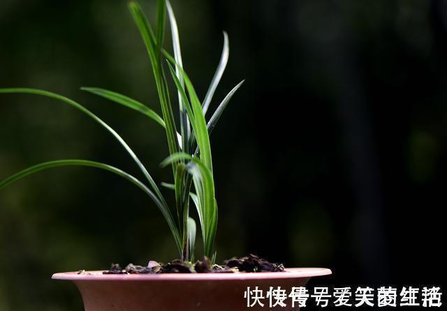 兰花弱苗复壮,仅仅是施肥吗?主要的技巧有这几点