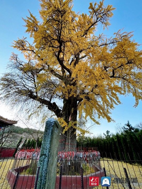 下寺|岚山这棵树，足足美了千年！