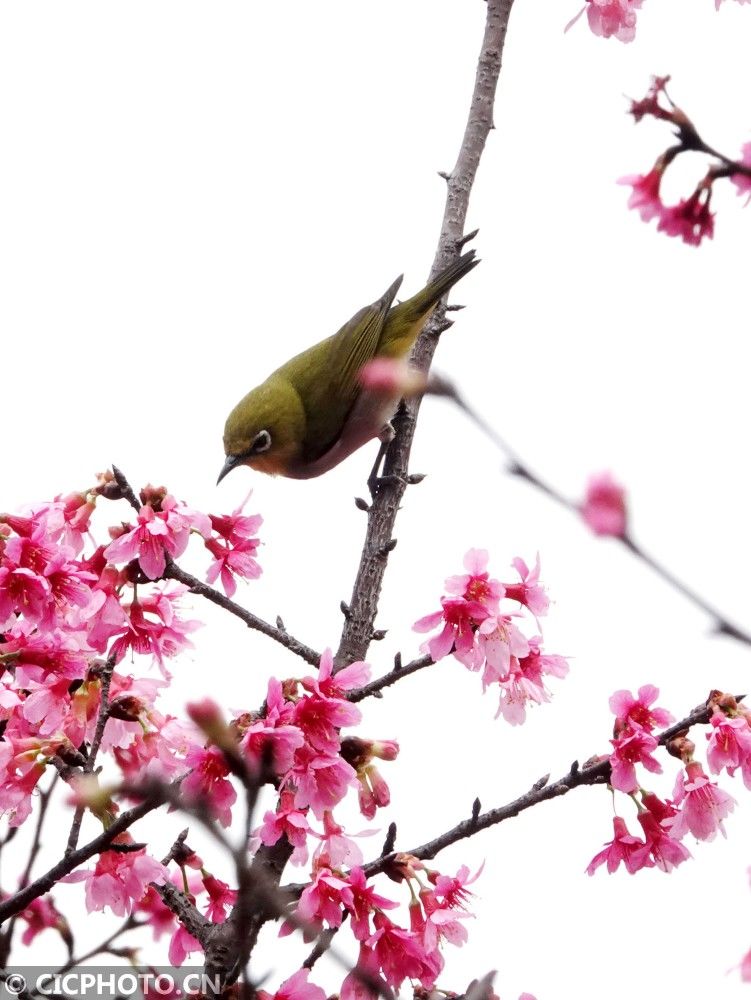 广西南宁：绣眼鸟“恋”樱花