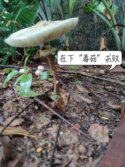 抢救|重庆夫妇吃了小贩卖的菌子后，被送进抢救室！这种菌，云南也有…