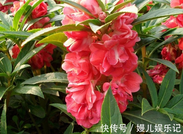 农历6月11该养什么花?这些花最适宜,颜色多而艳丽,最适合庭院