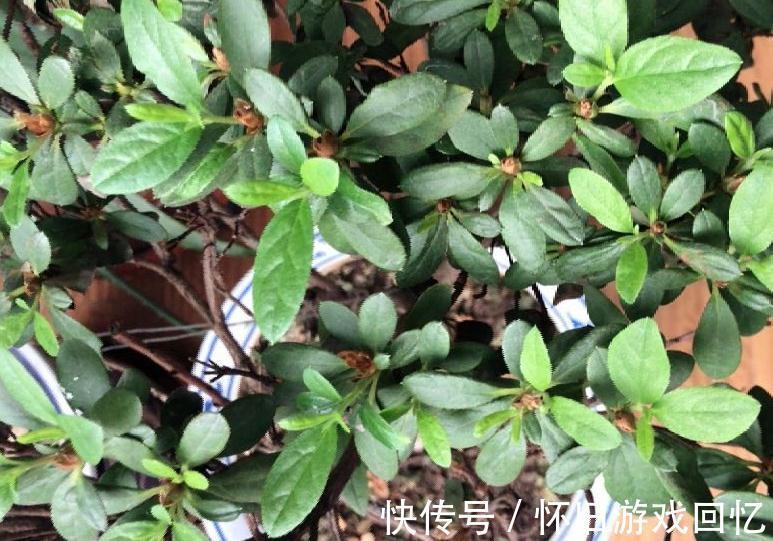 这花不能换盆,现在一动土,小命不保!