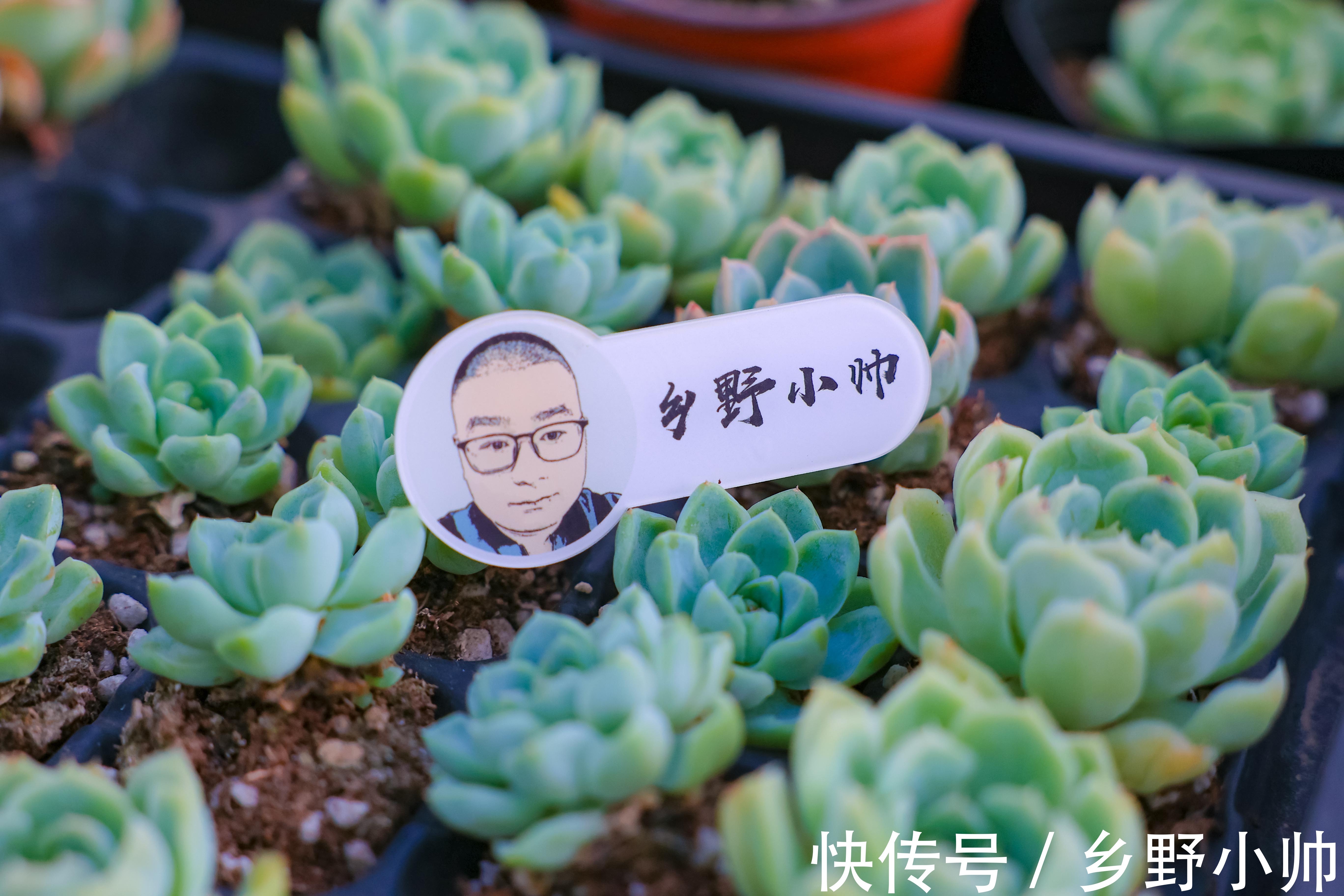 立秋时节|立秋时节,喝完第一杯奶茶,开始新的养肉之旅让多肉快速上色