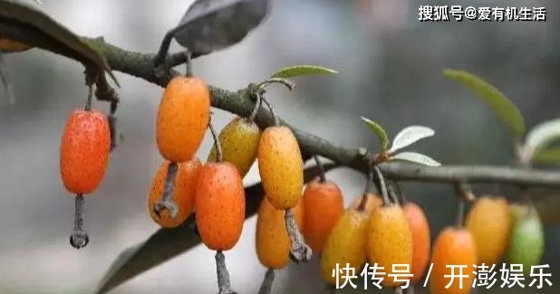 秋天|农村这野果子，深秋季节吃起来酸甜可口，用来泡酒味道极佳！