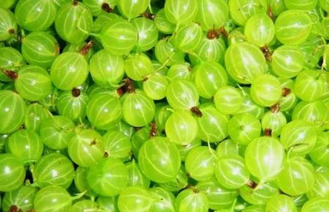 杀菌消炎|女性晚上当零食吃一把,坚持半月,杀菌消炎,腰不痛了,手脚不凉