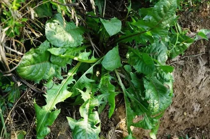 红枣|蒲公英,泡水喝,要躲开3个“坑”,懂得搭配,养生效果翻倍