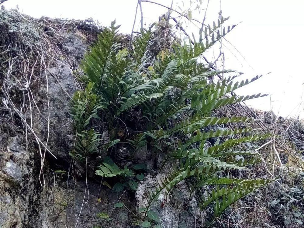 本草纲目拾遗|一种生姜,石头缝里才有,看到别随意挖,它是珍贵的“骨碎补”