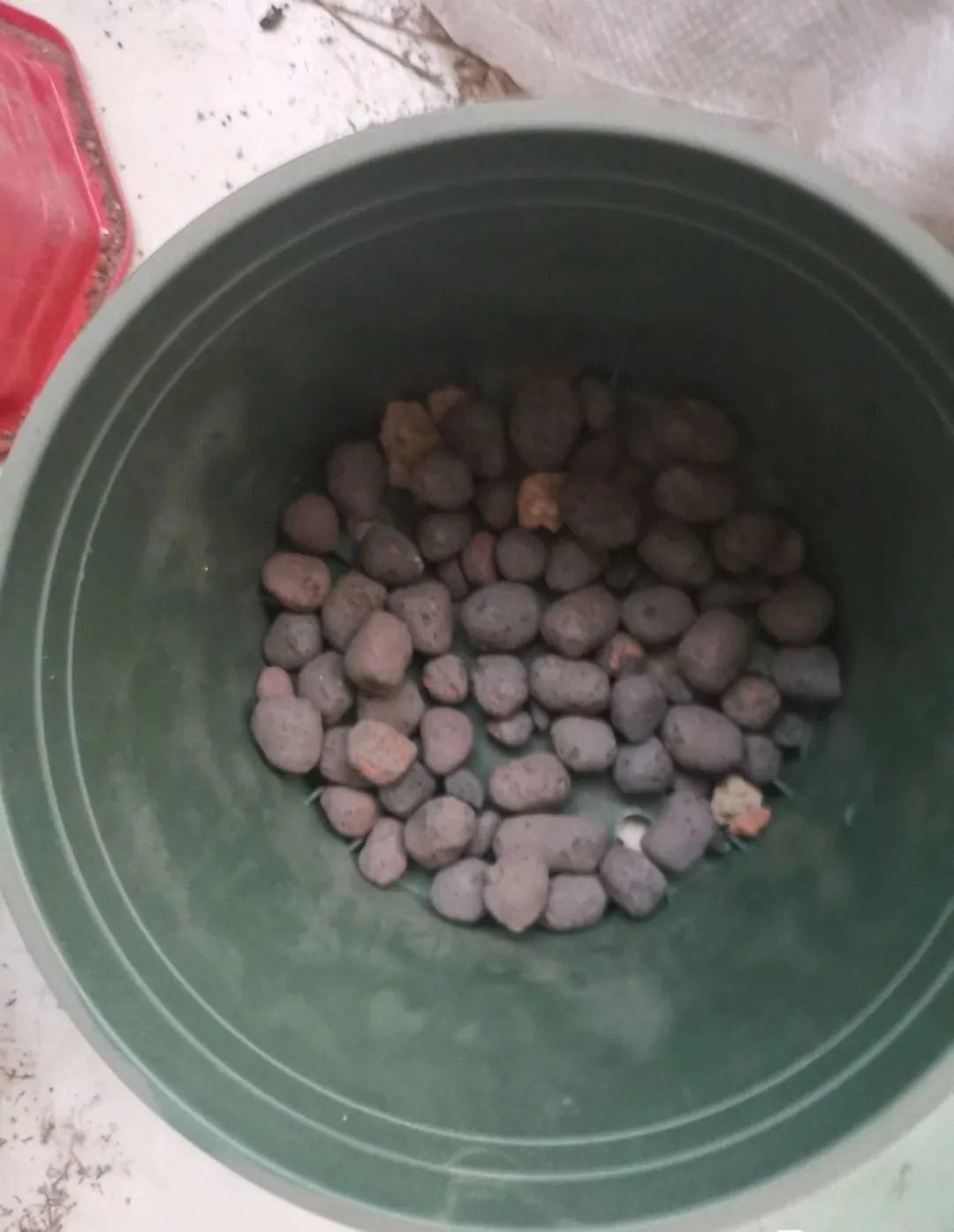 买的花总不活,秘密全在花盆里,搬起来看看才知道