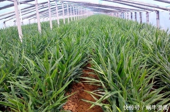 生姜可治疗祛风,防胃病,功效多多,去湿气7天见效,你值得一试