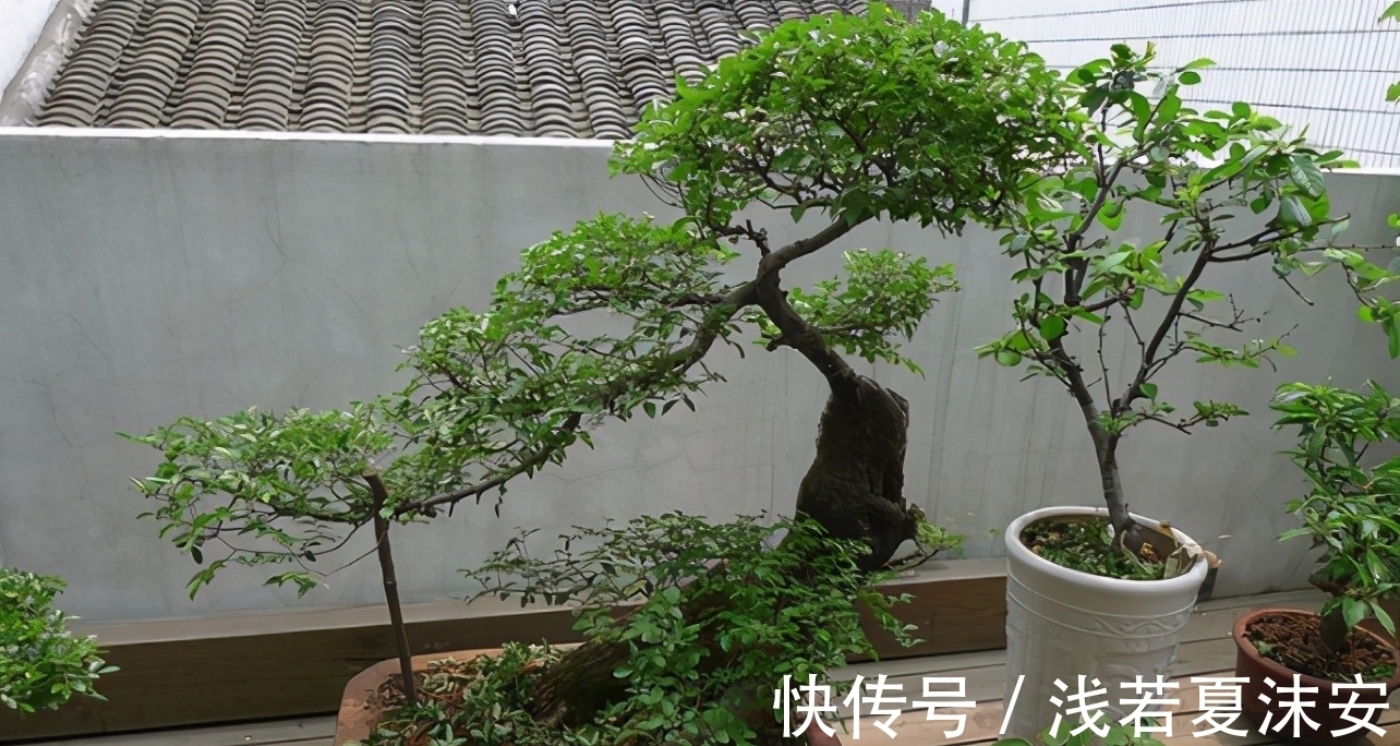 挑战用树桩打造盆景,满足这3要求,个个美如画、增值不少