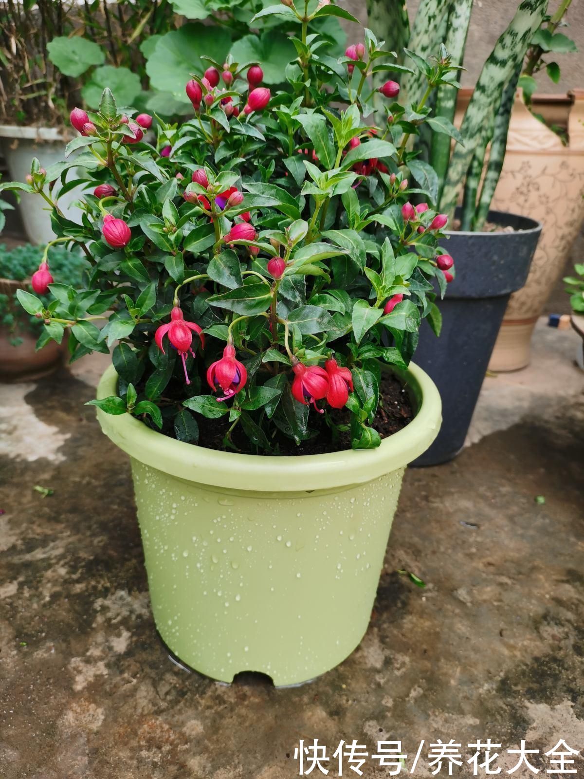 花盆选好了，花草活一半，现在就教你