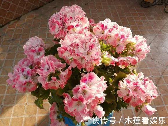 新手|1种花“人人爱”，耐旱好养，新手也能花开成球，一开300天！