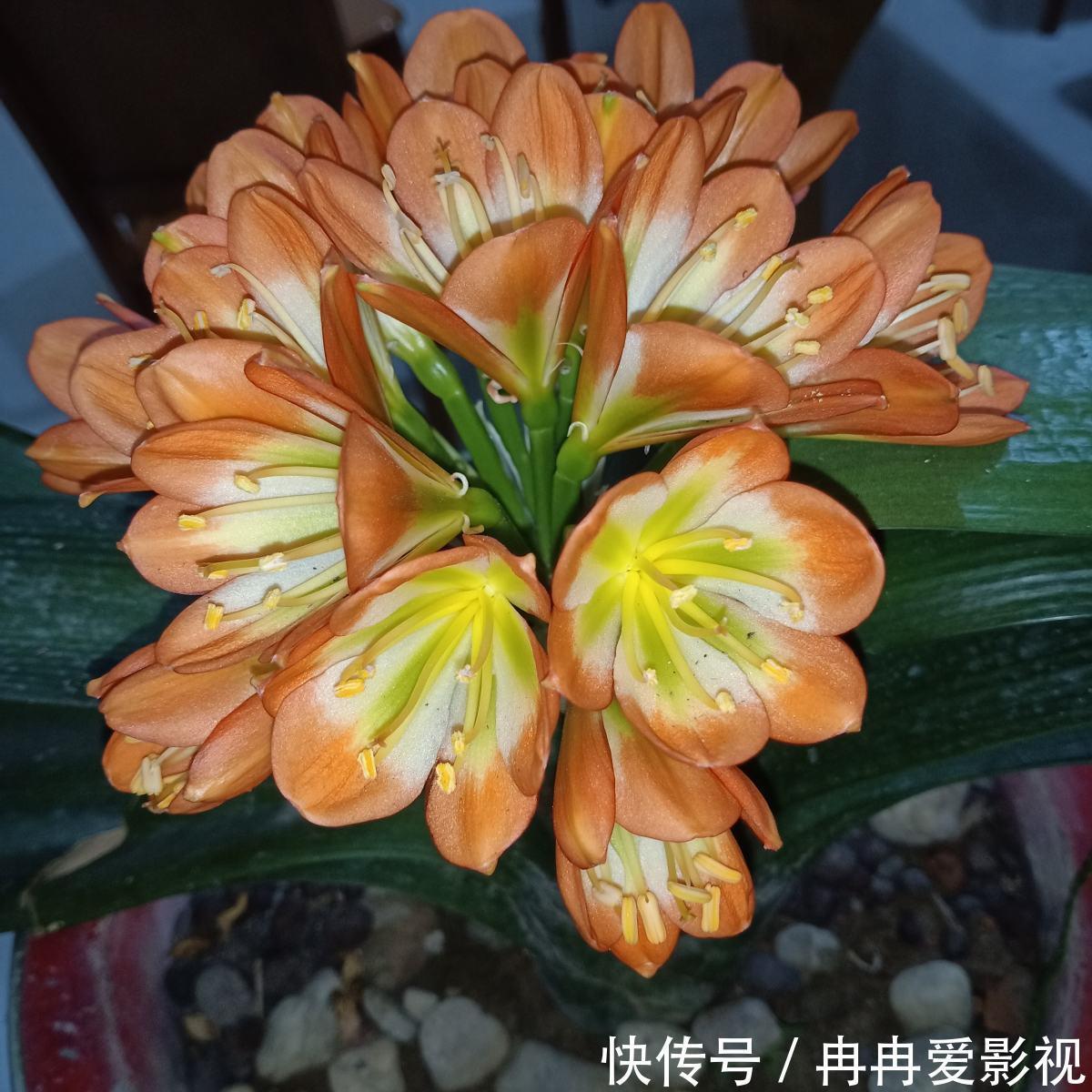秋季养花大合集，30种花，你想要的我全有！