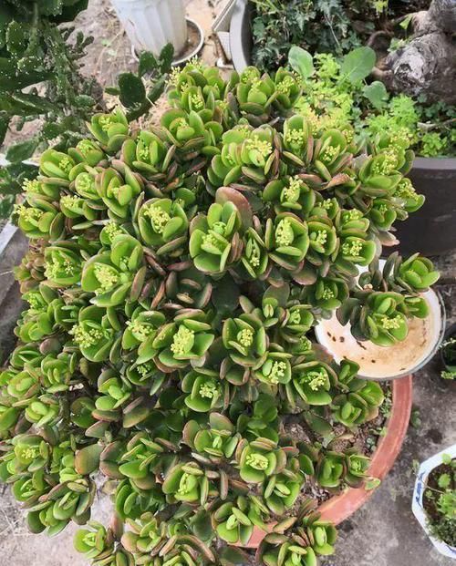 养10年的长寿花,变成“老桩”了,用2个方法1个经验,养好开花旺