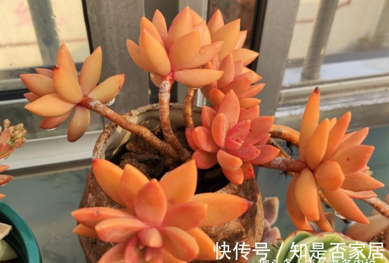 多肉铭月皮实又常见,但养好了同样好看,我就喜欢这种好养的多肉