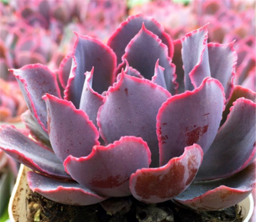 光照|多肉中的“彩霞仙子”,姿态优雅颜色美,牢记5细节,粉嫩高贵