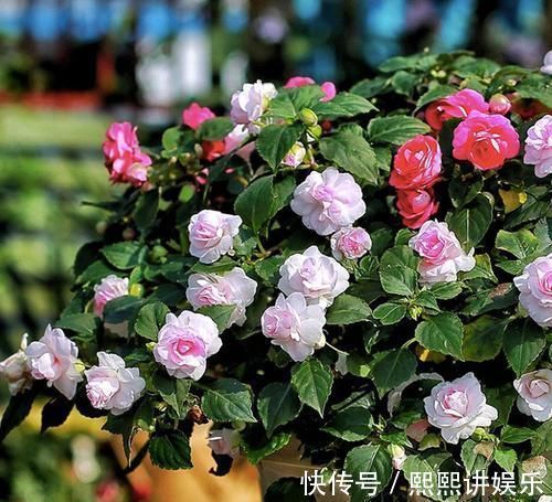 此花，比茉莉好看，比月季开花多，层层叠叠似牡丹，能开300天