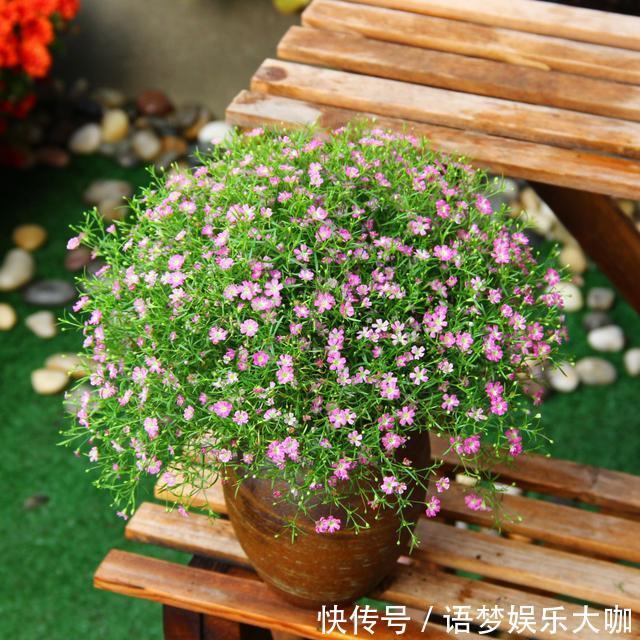 草本植物|阳台养盆“娇气花”,一盆开花1000朵,枝体最娇弱,开花却最多