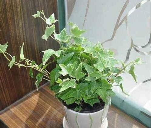 卫生间有异味,就养3种花,吸潮、祛味,还美观