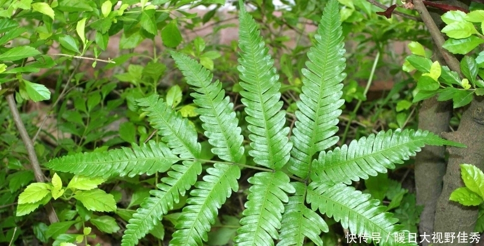 在井边的野草,看到就是“福气”,如今数量稀少,越来越珍贵