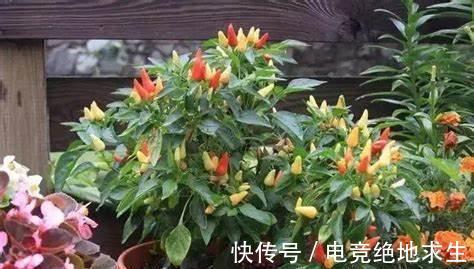 生菜|阳台养几盆蔬菜，只要稍微散射光就能促进它们良好生长