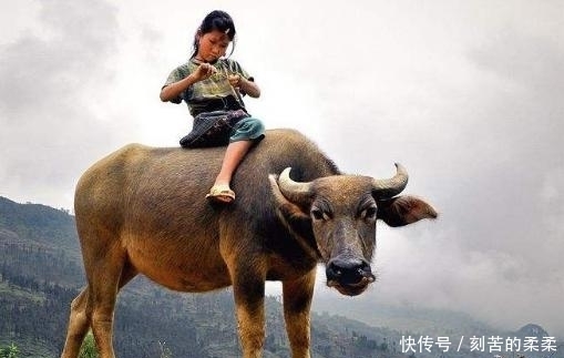 遗忘|美国遗忘的盟友：越战中帮助美国的中国“赫蒙族”，如今流离失所