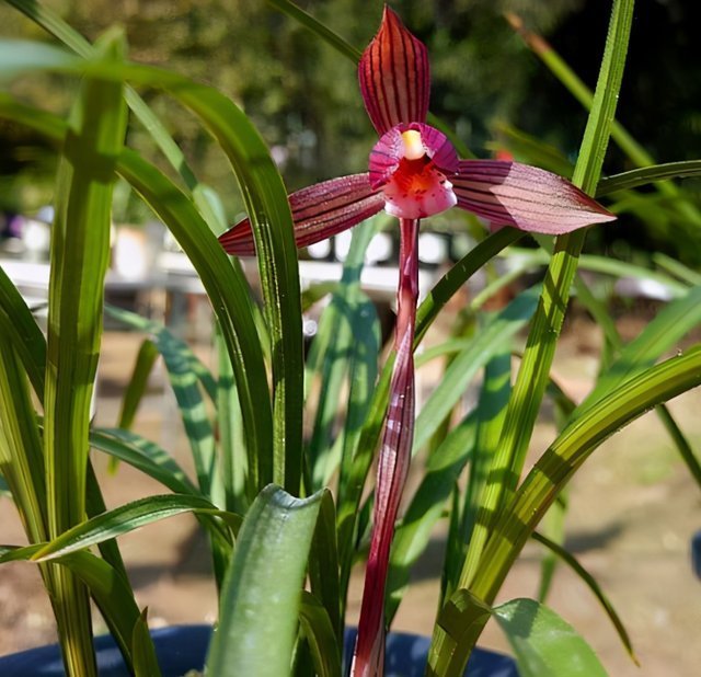 花香|这种兰花香气扑鼻，一杆双花，姿态优美，新手照样能养好