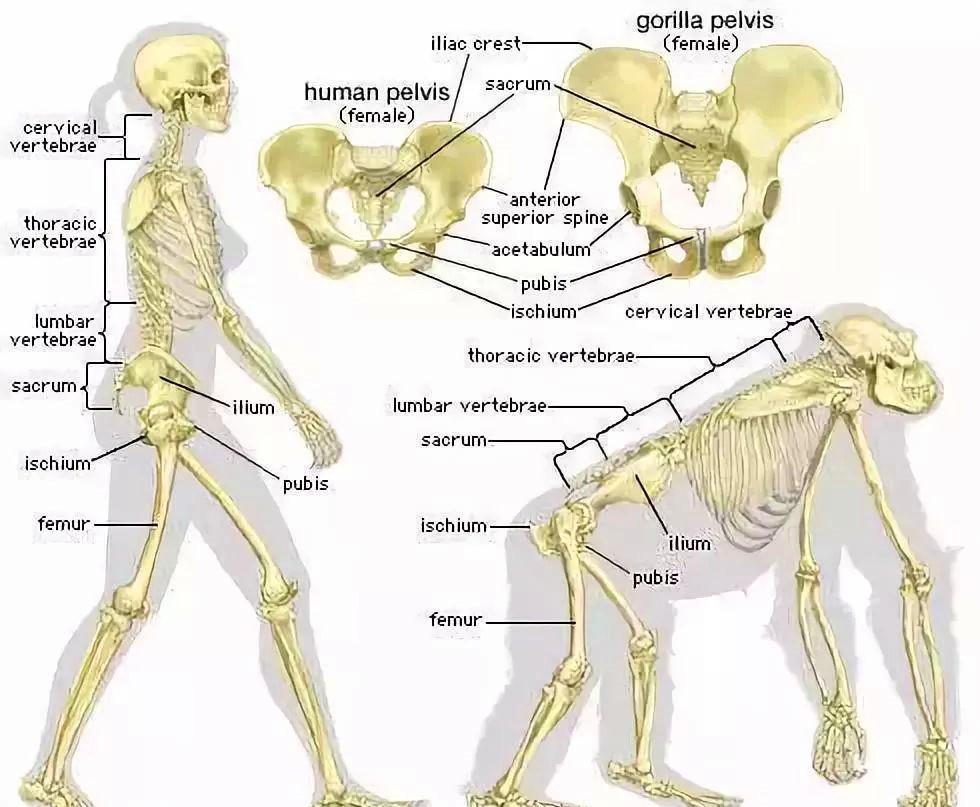 直立人|为什么动物分娩后代那么轻松,人类生孩子却疼得撕心裂肺?